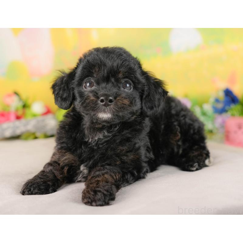 販売中の埼玉県のチワプー:チワワ×トイプードル-422858の4枚目