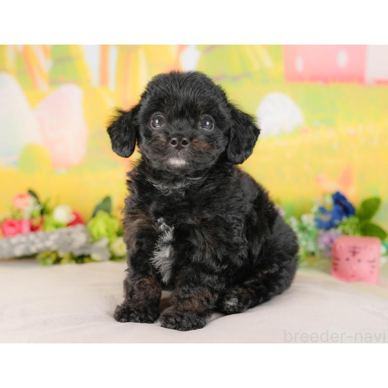 販売中の埼玉県のチワプー:チワワ×トイプードル-422858の3枚目