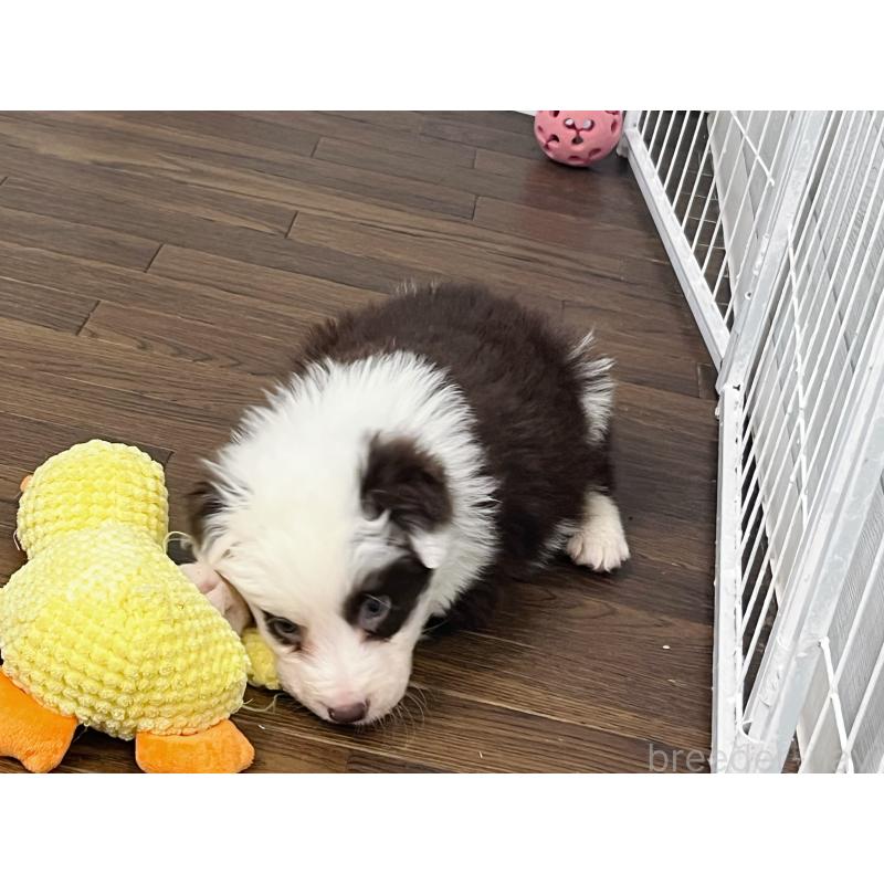 販売中の東京都のボーダーコリー-421887の2枚目