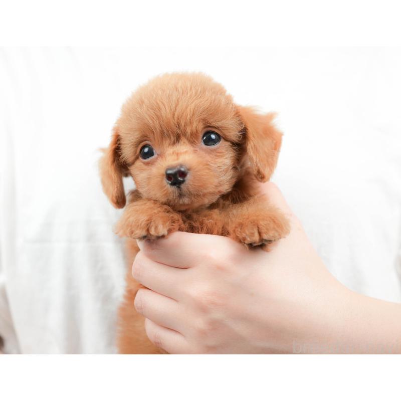 販売中の埼玉県のチワプー:チワワ×トイプードル-422857の11枚目