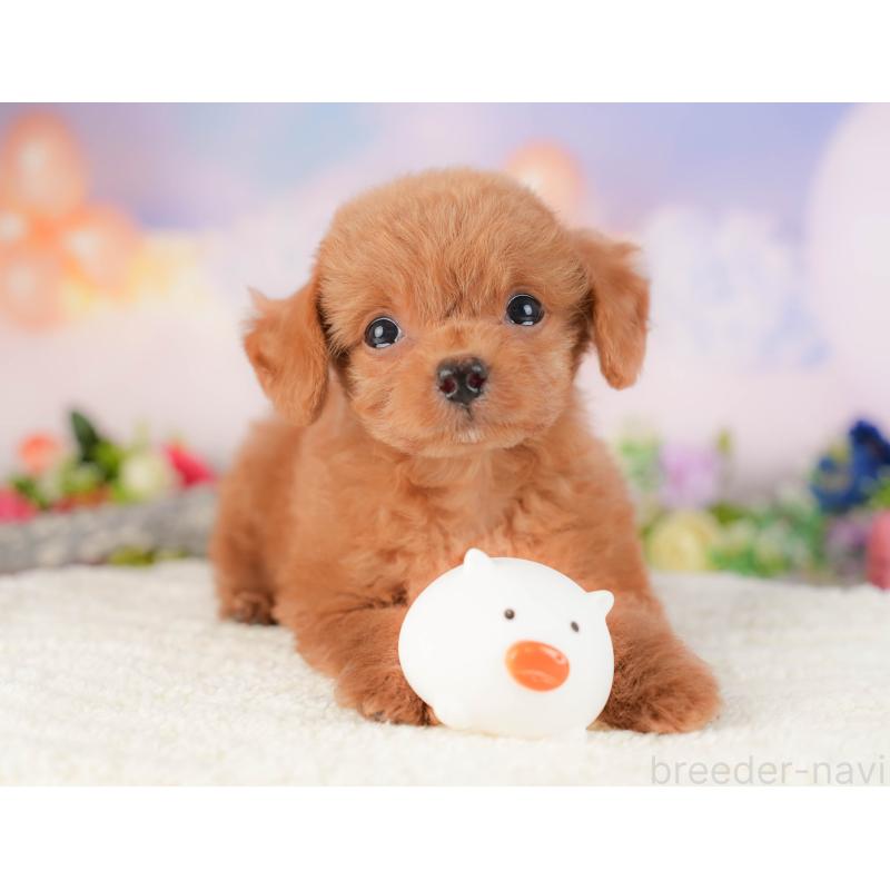 販売中の埼玉県のチワプー:チワワ×トイプードル-422857の10枚目