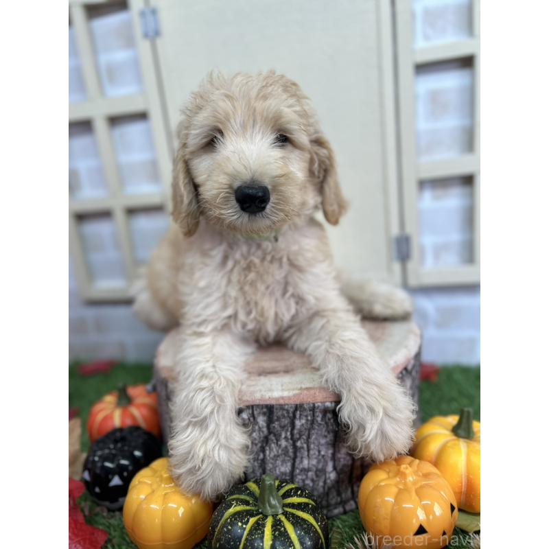 販売中の北海道のゴールデンドゥードル:ゴールデンレトリーバー×プードル-413981の1枚目