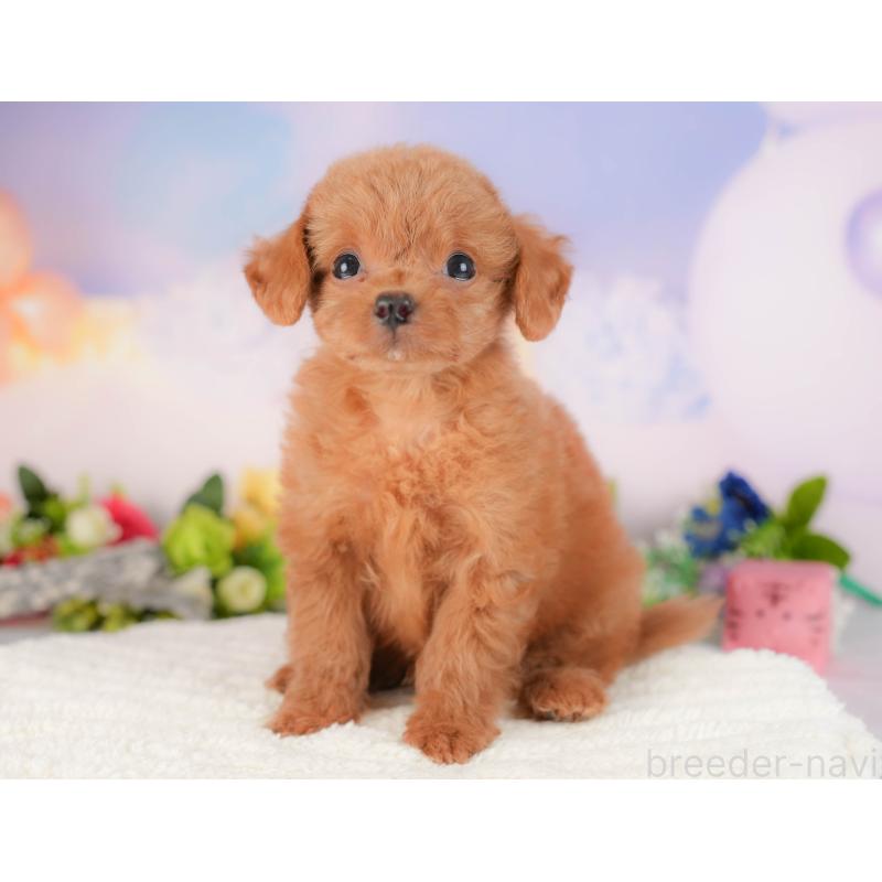 販売中の埼玉県のチワプー:チワワ×トイプードル-422857の8枚目