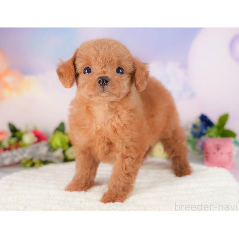 販売中の埼玉県のチワプー:チワワ×トイプードル-422857の6枚目