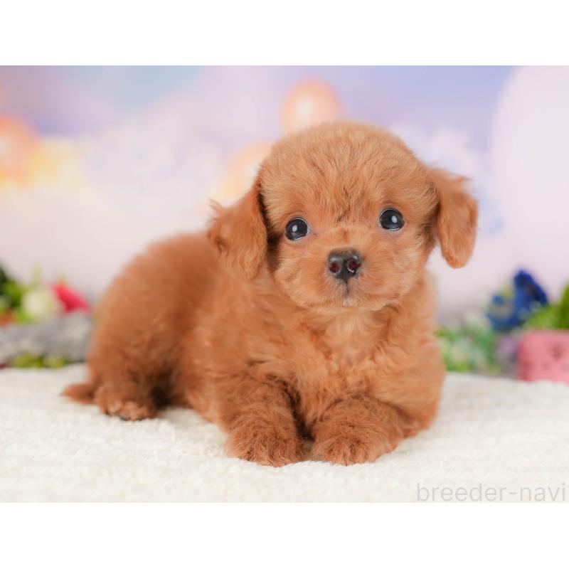 販売中の埼玉県のチワプー:チワワ×トイプードル-422857の5枚目