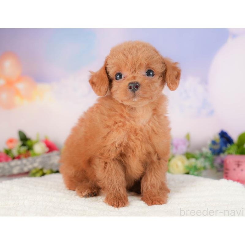 販売中の埼玉県のチワプー:チワワ×トイプードル-422857の3枚目