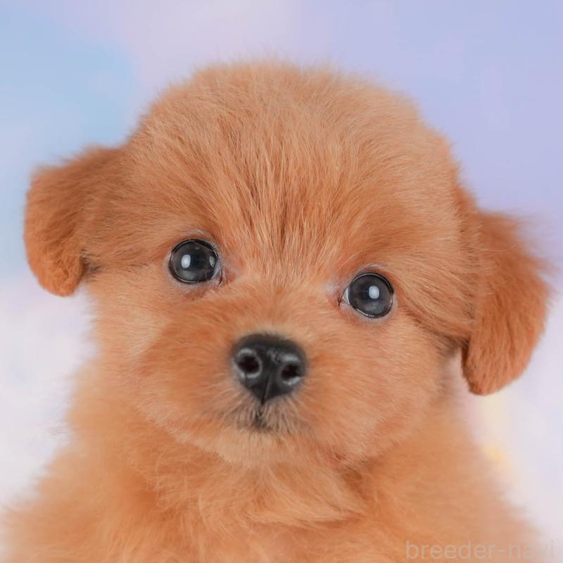 販売中の埼玉県のポメプー:ポメラニアン×トイプードル-422856の1枚目