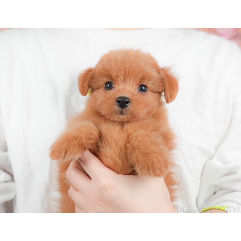 販売中の埼玉県のポメプー:ポメラニアン×トイプードル-422856の11枚目