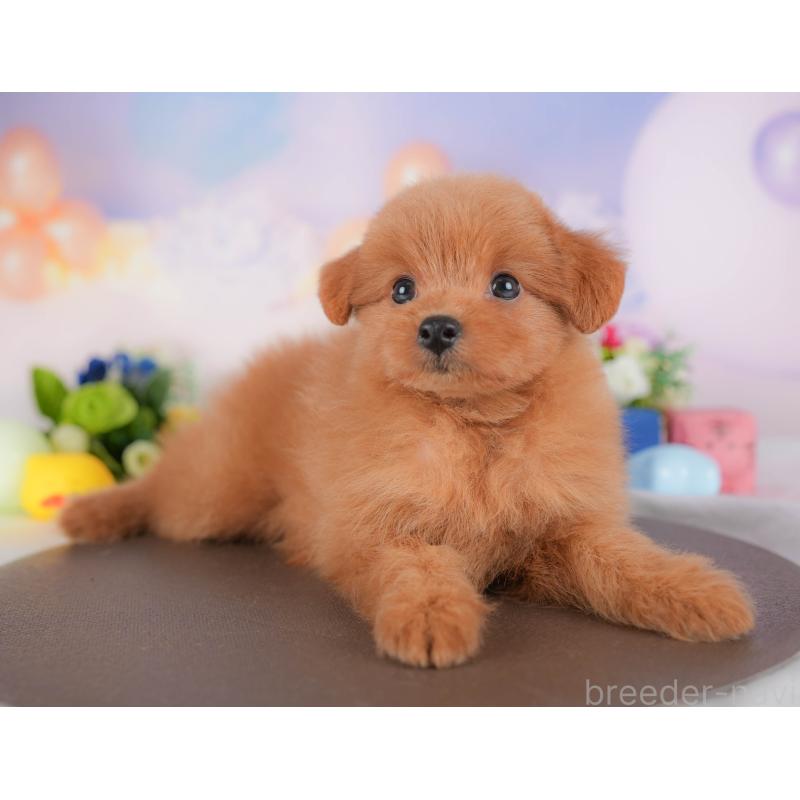 販売中の埼玉県のポメプー:ポメラニアン×トイプードル-422856の9枚目