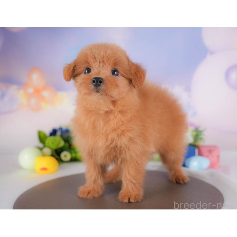 販売中の埼玉県のポメプー:ポメラニアン×トイプードル-422856の7枚目