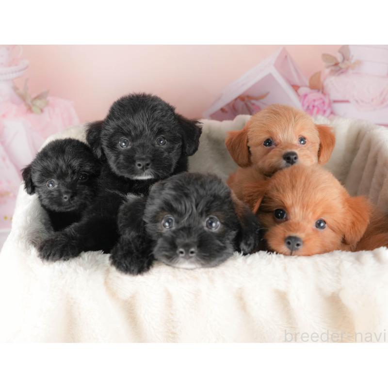 販売中の埼玉県のポメプー:ポメラニアン×トイプードル-422856の5枚目