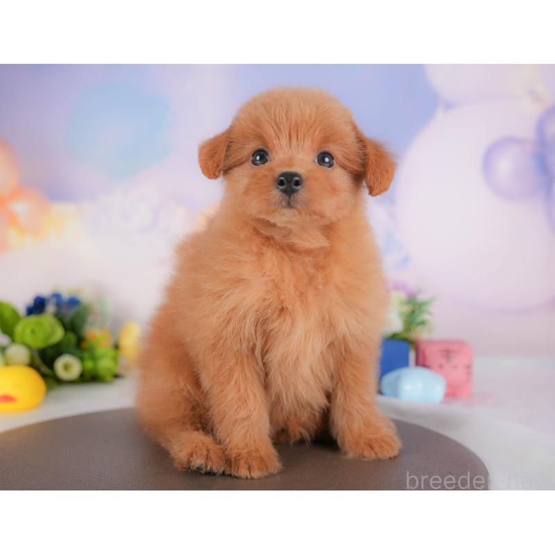 販売中の埼玉県のポメプー:ポメラニアン×トイプードル-422856の4枚目