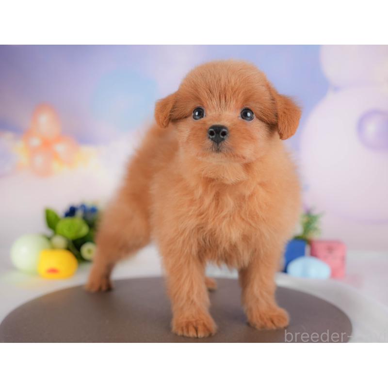 販売中の埼玉県のポメプー:ポメラニアン×トイプードル-422856の3枚目