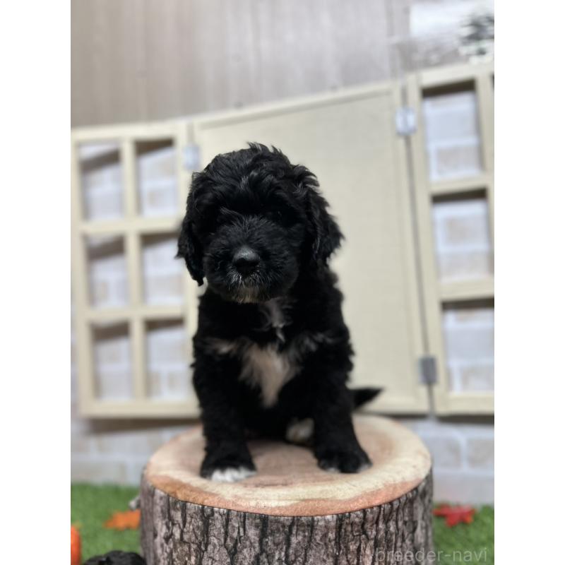 販売中の北海道のバーニードゥードル:バーニーズ×スタンダードプードル-415508の6枚目