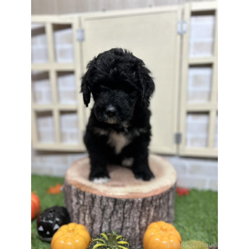 販売中の北海道のバーニードゥードル:バーニーズ×スタンダードプードル-415508の5枚目