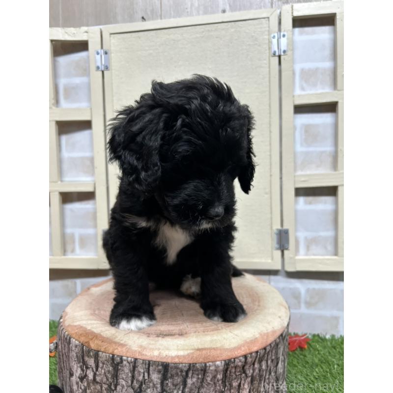 販売中の北海道のバーニードゥードル:バーニーズ×スタンダードプードル-415508の4枚目