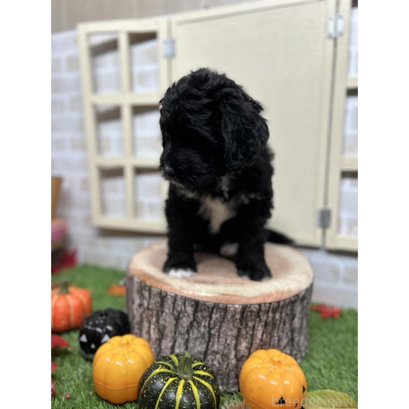 販売中の北海道のバーニードゥードル:バーニーズ×スタンダードプードル-415508の3枚目