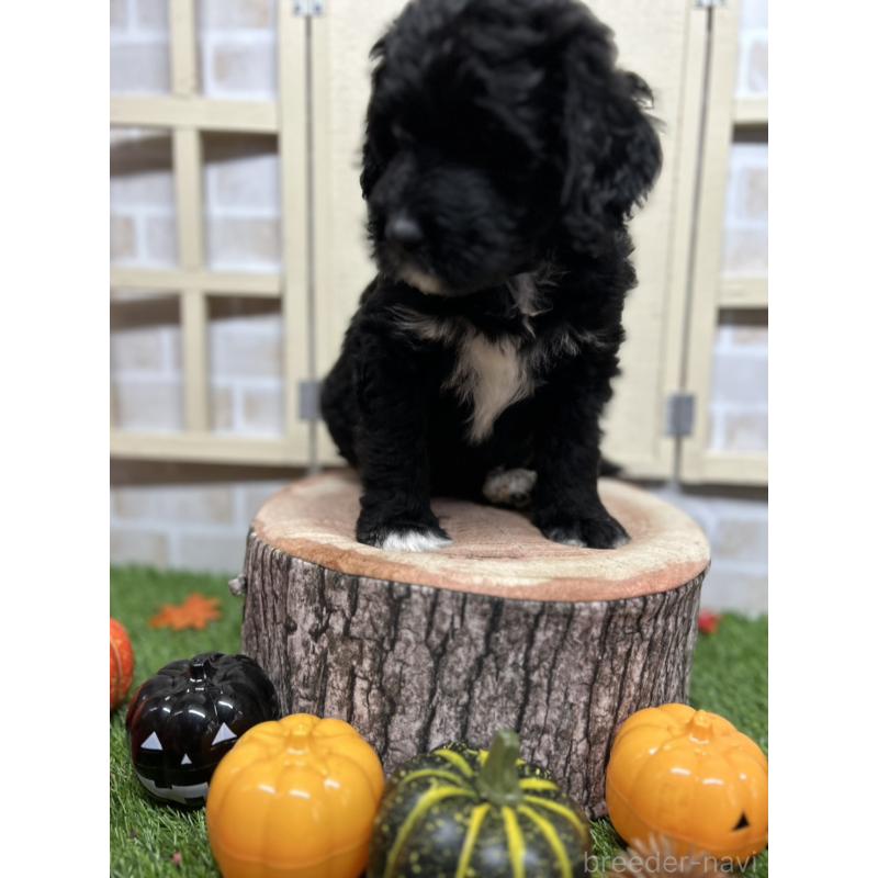 販売中の北海道のバーニードゥードル:バーニーズ×スタンダードプードル-415508の2枚目