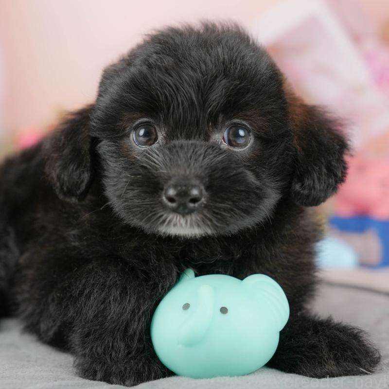 販売中の埼玉県のポメプー:ポメラニアン×トイプードル-422855