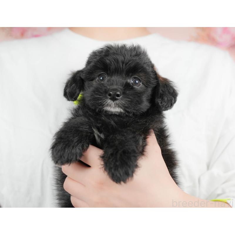 販売中の埼玉県のポメプー:ポメラニアン×トイプードル-422855の11枚目