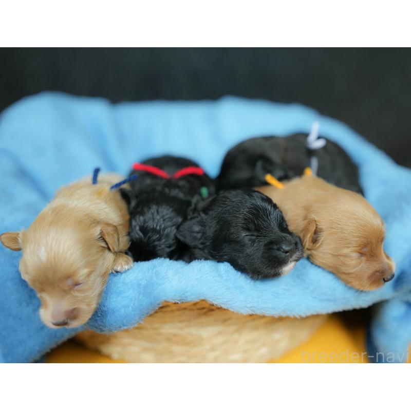 販売中の埼玉県のポメプー:ポメラニアン×トイプードル-422855の10枚目