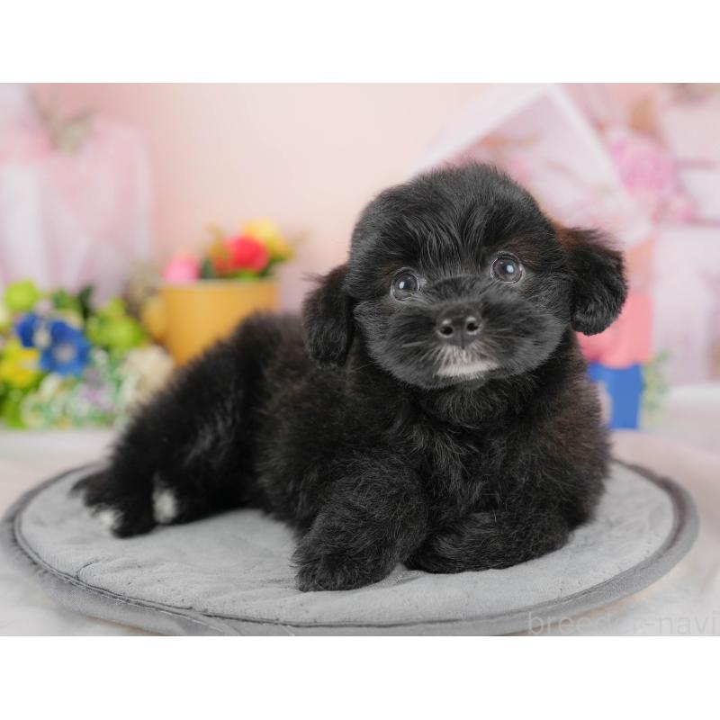 販売中の埼玉県のポメプー:ポメラニアン×トイプードル-422855の9枚目