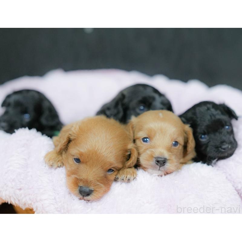 販売中の埼玉県のポメプー:ポメラニアン×トイプードル-422855の8枚目