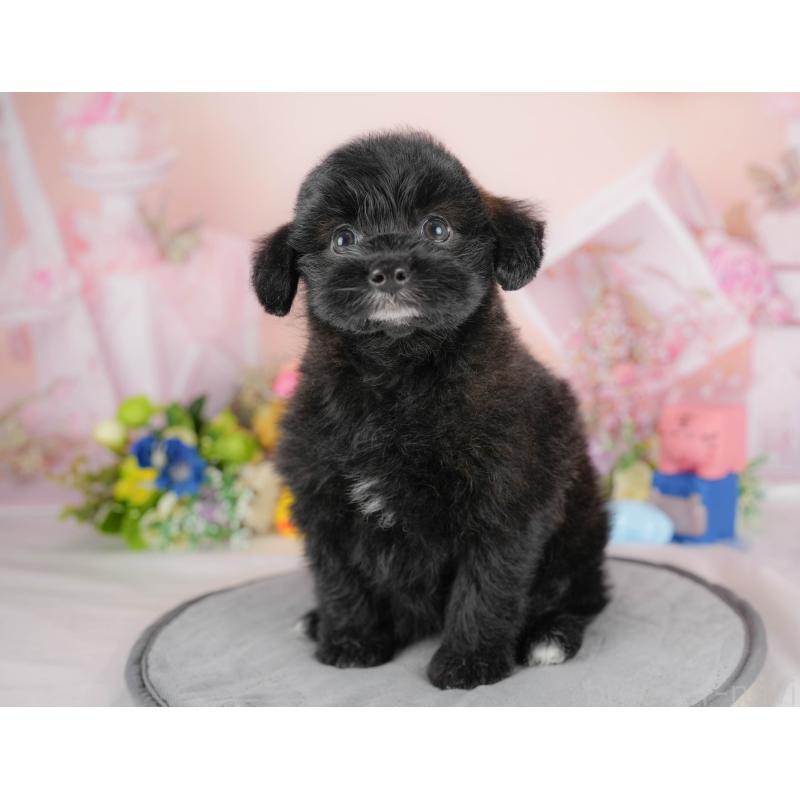 販売中の埼玉県のポメプー:ポメラニアン×トイプードル-422855の7枚目