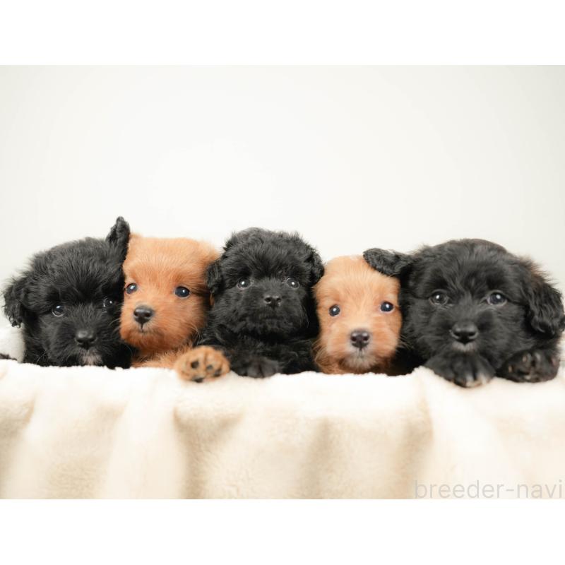 販売中の埼玉県のポメプー:ポメラニアン×トイプードル-422855の6枚目