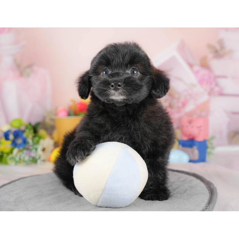 販売中の埼玉県のポメプー:ポメラニアン×トイプードル-422855の4枚目