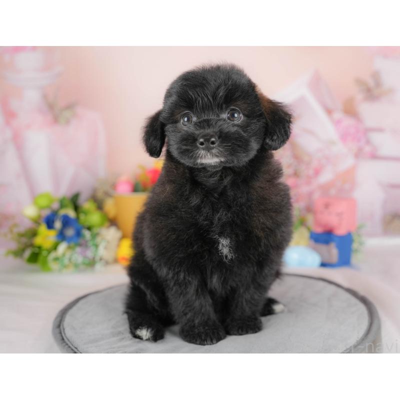 販売中の埼玉県のポメプー:ポメラニアン×トイプードル-422855の3枚目