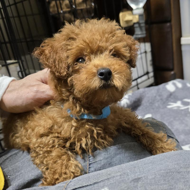 成約済の岡山県のトイプードル-408860の4枚目