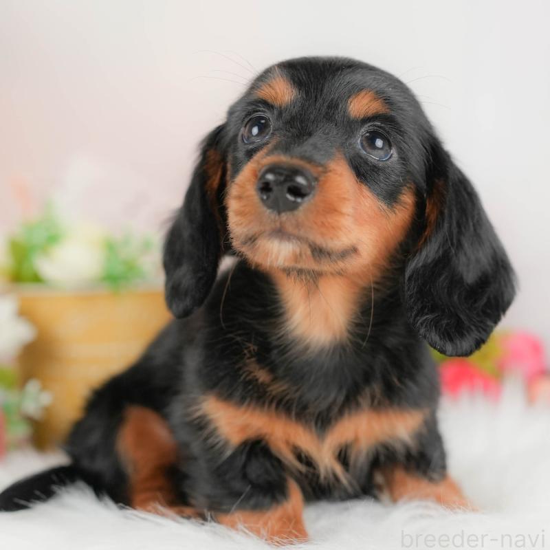 販売中の埼玉県のミニチュアダックスフンド(ロングヘアード)-422775