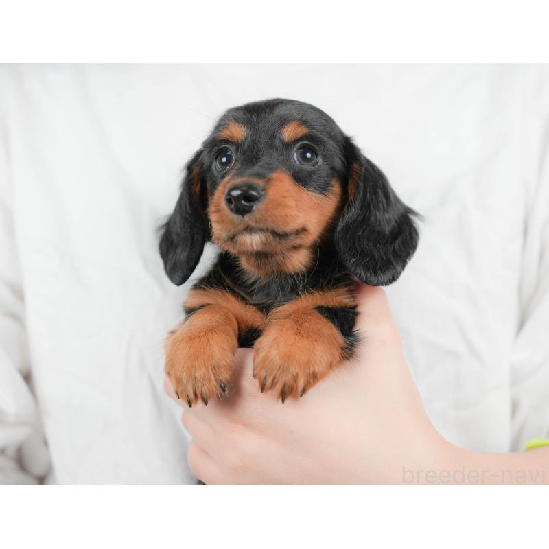 販売中の埼玉県のミニチュアダックスフンド(ロングヘアード)-422775の11枚目