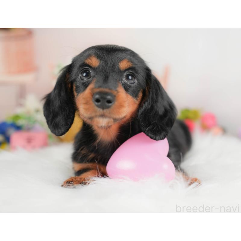 販売中の埼玉県のミニチュアダックスフンド(ロングヘアード)-422775の8枚目