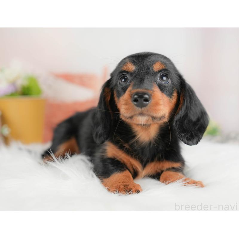 販売中の埼玉県のミニチュアダックスフンド(ロングヘアード)-422775の7枚目