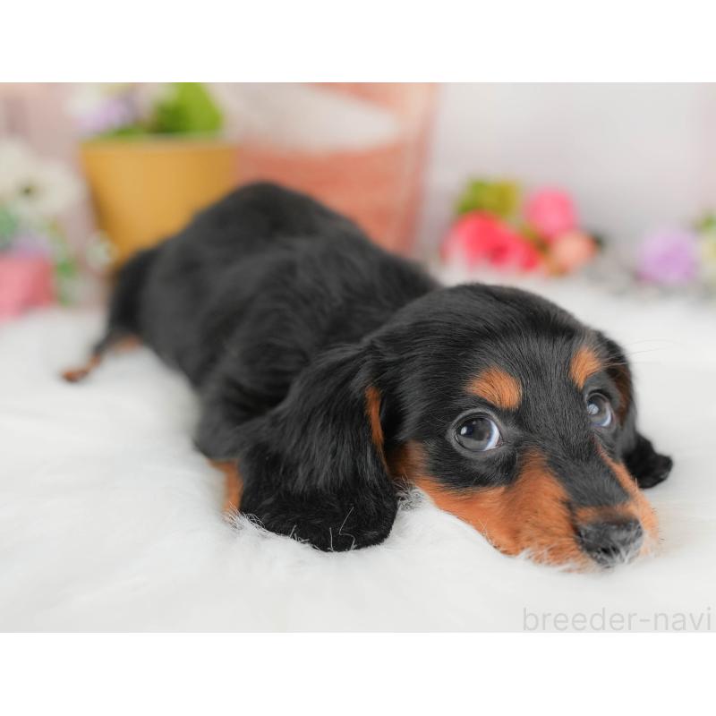 販売中の埼玉県のミニチュアダックスフンド(ロングヘアード)-422775の4枚目