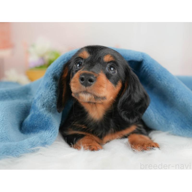 販売中の埼玉県のミニチュアダックスフンド(ロングヘアード)-422775の3枚目