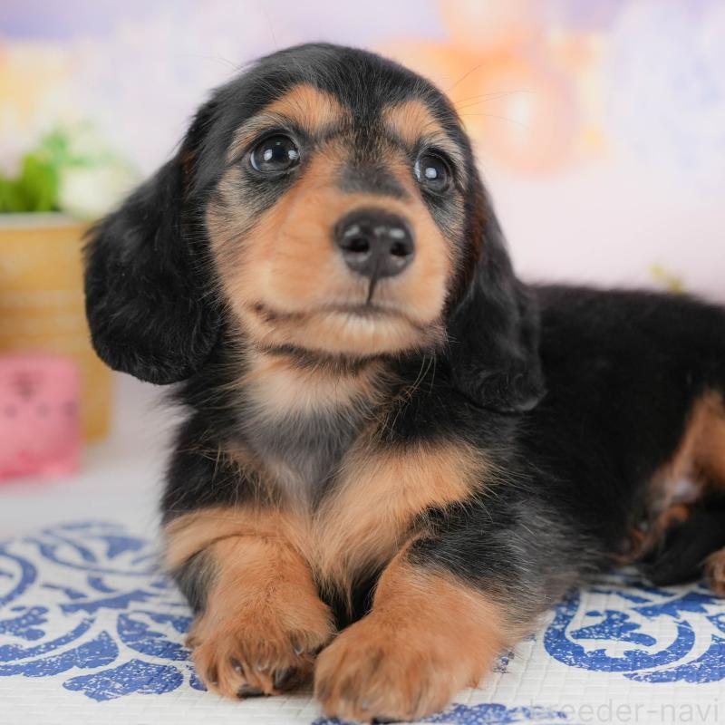 販売中の埼玉県のミニチュアダックスフンド(ロングヘアード)-422773