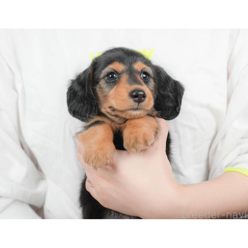 販売中の埼玉県のミニチュアダックスフンド(ロングヘアード)-422773の11枚目