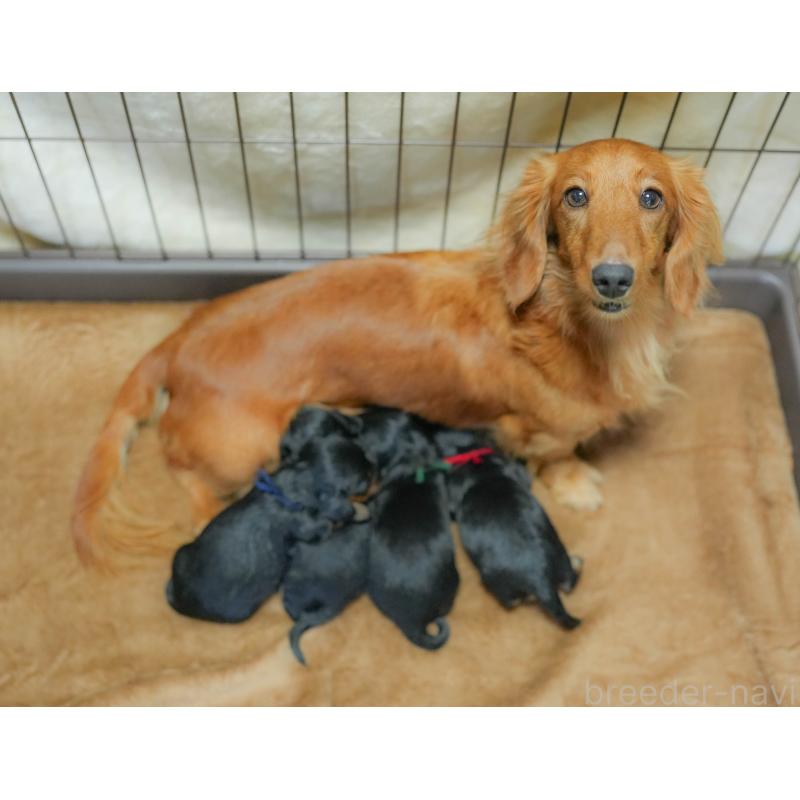 販売中の埼玉県のミニチュアダックスフンド(ロングヘアード)-422773の10枚目