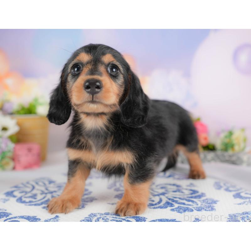 販売中の埼玉県のミニチュアダックスフンド(ロングヘアード)-422773の8枚目