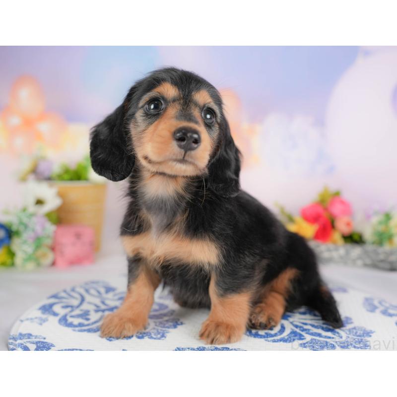 販売中の埼玉県のミニチュアダックスフンド(ロングヘアード)-422773の7枚目