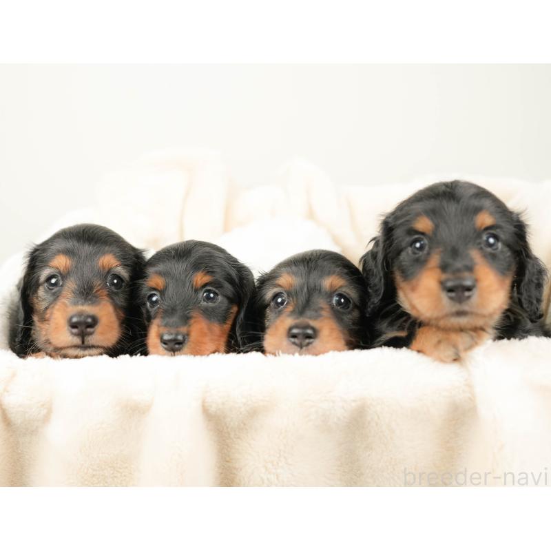 販売中の埼玉県のミニチュアダックスフンド(ロングヘアード)-422773の6枚目