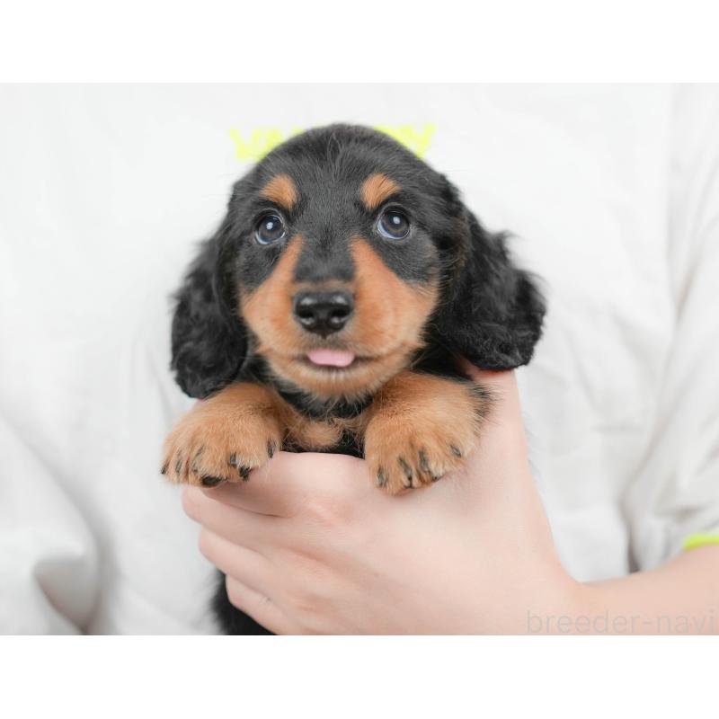 販売中の埼玉県のミニチュアダックスフンド(ロングヘアード)-422772の12枚目