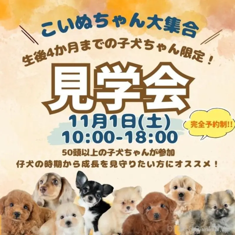 販売中の埼玉県のチワワ(ロングコート)-422771の16枚目