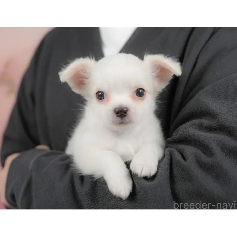 販売中の埼玉県のチワワ(ロングコート)-422771の11枚目