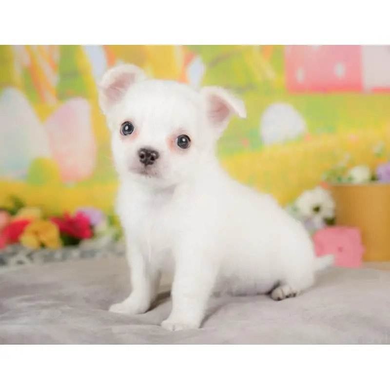 販売中の埼玉県のチワワ(ロングコート)-422771の10枚目