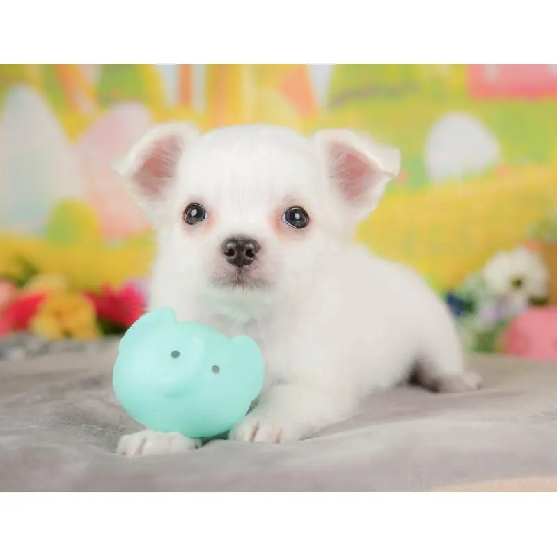 販売中の埼玉県のチワワ(ロングコート)-422771の9枚目