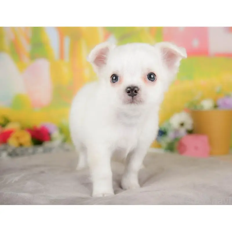 販売中の埼玉県のチワワ(ロングコート)-422771の8枚目